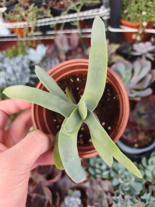 Crassula 10.5cm