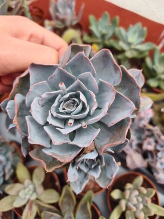 Echeveria 8.5cm