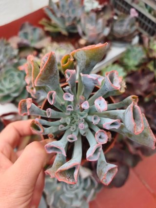 Echeveria trumpet pink 8.5cm