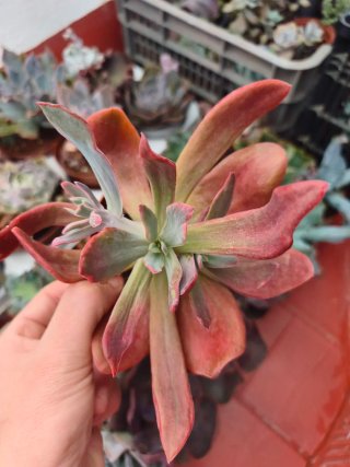 Echeveria Diamond state 8.5cm