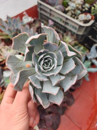 Echeveria 8.5cm
