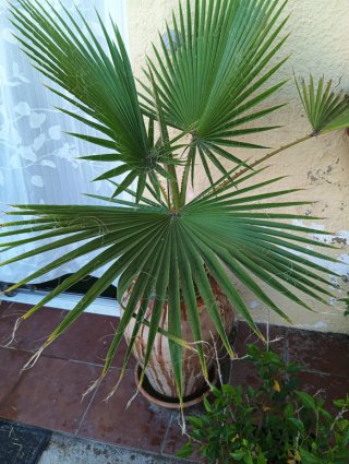 Palmera Washingtonia