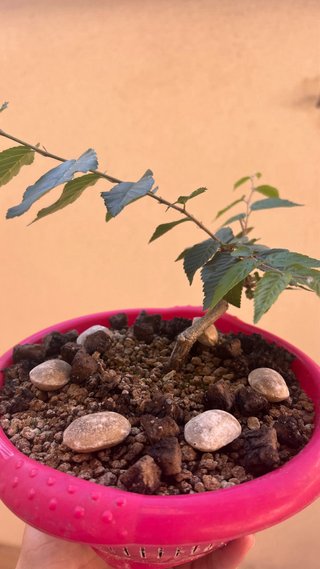 Carpe Coreano en Colador