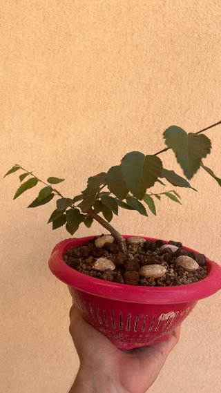 Carpe Coreano en Colador