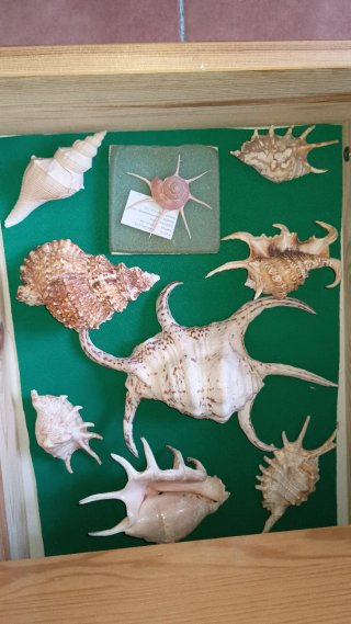 Collezione di conchiglie