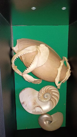 Collezione di conchiglie