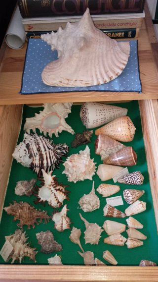 Collezione di conchiglie