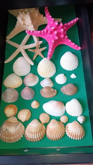 Collezione di conchiglie
