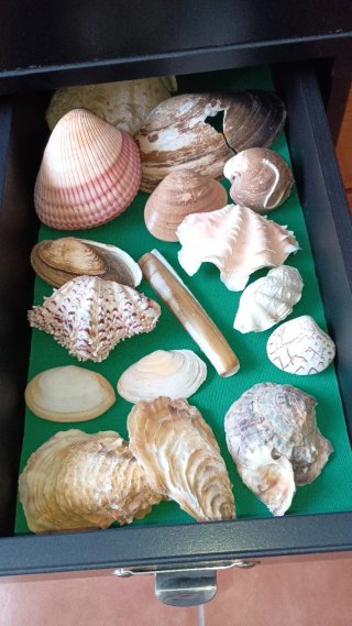 Collezione di conchiglie
