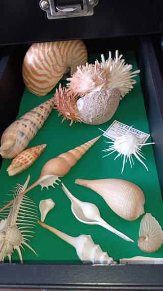 Collezione di conchiglie