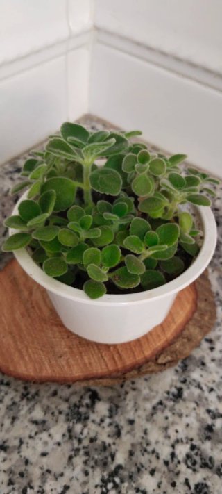 Planta aromática Vick (Plectranthus tomentosus)