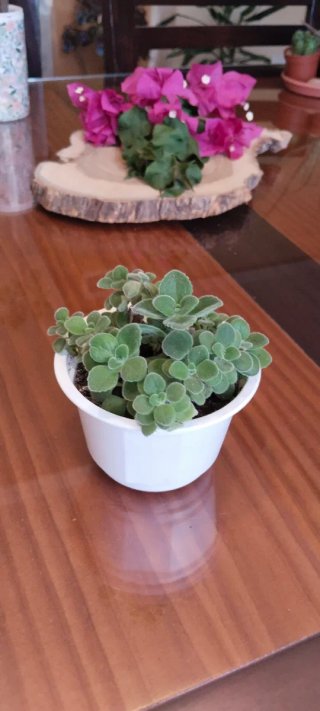 Planta aromática Vick (Plectranthus tomentosus)
