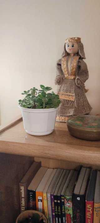 Planta aromática Vick (Plectranthus tomentosus)