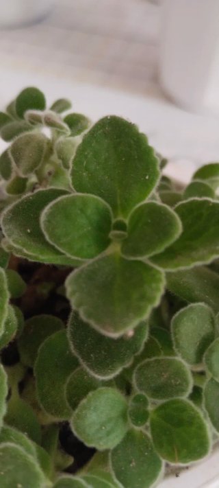 Planta aromática Vick (Plectranthus tomentosus)