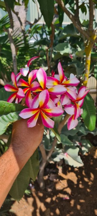 Pianta Plumeria Florencia