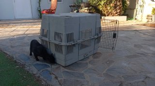 Transportín Perro Grande Gris