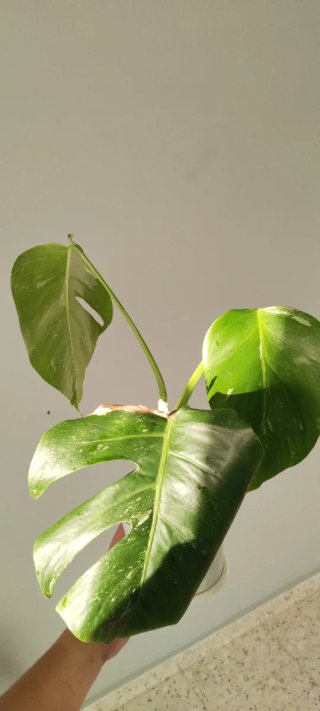 Monstera Albo Variegata