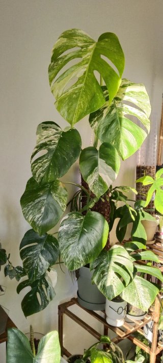 Monstera Albo Variegata