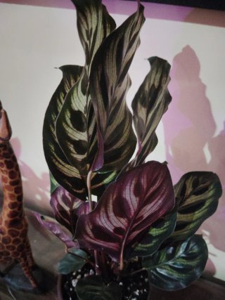 Calathea Makoyana