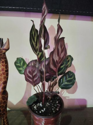 Calathea Makoyana