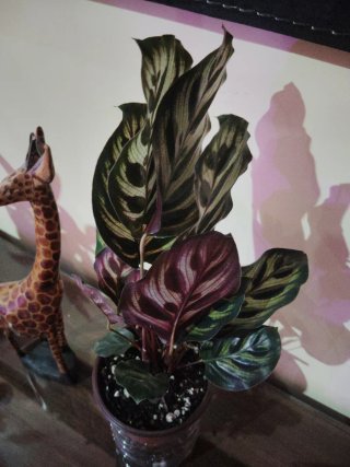 Calathea Makoyana