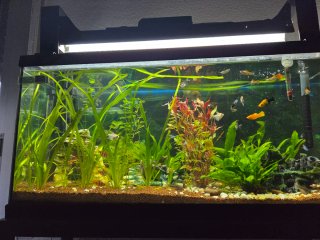 Acuario 90L cristal y plástico