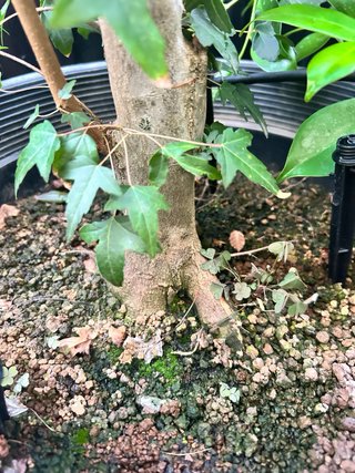 Arce Buergeriano 15cm Nebari
