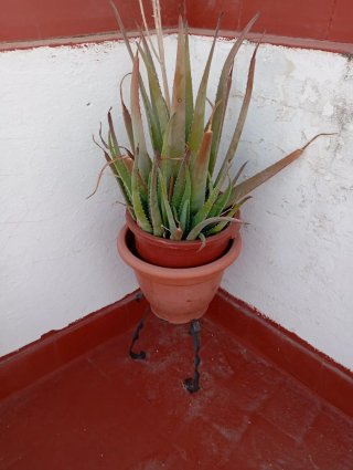 Planta Aloe Vera en Maceta