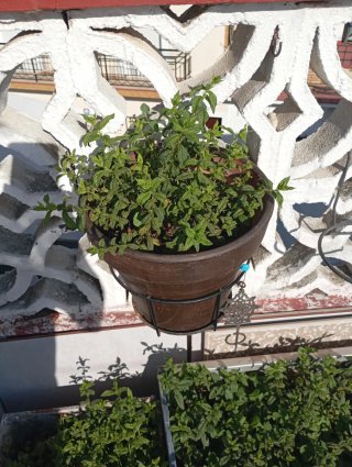 Planta de menta en maceta