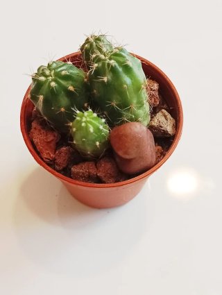Centro Zen Escritorio: Cactus, Aloe y Piedras