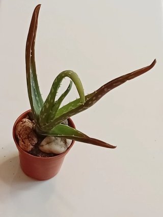 Centro Zen Escritorio: Cactus, Aloe y Piedras