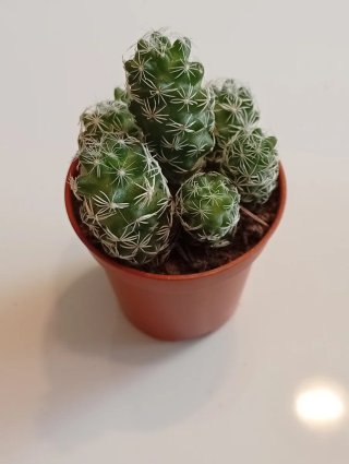 Centro Zen Escritorio: Cactus, Aloe y Piedras