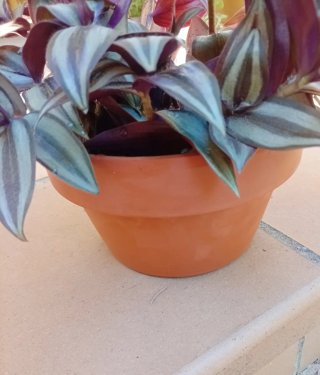 Centro de Mesa Tradescantia Zebrina en Barro