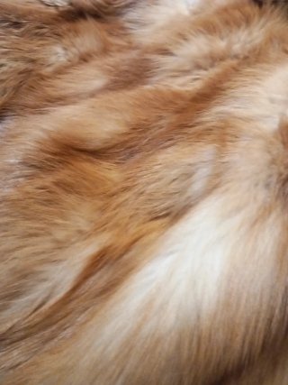 Abrigo pelo zorro Canadá talla única