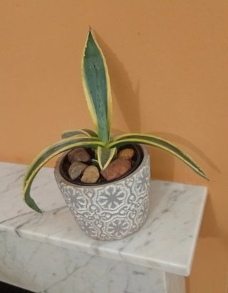 Agave Variegata en Macetero Ø12cm (26cm Alto)
