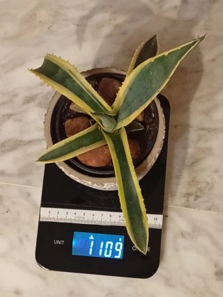 Agave Variegata en Macetero Ø12cm (26cm Alto)