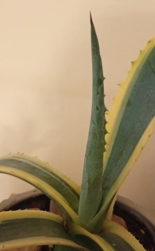 Agave Variegata en Macetero Ø12cm (26cm Alto)