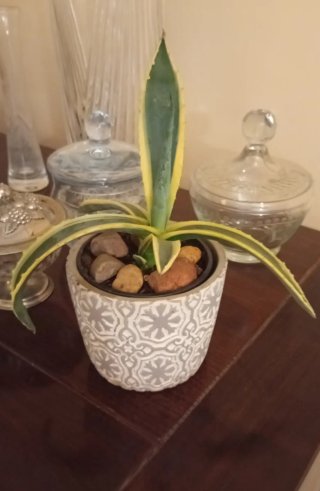 Agave Variegata en Macetero Ø12cm (26cm Alto)