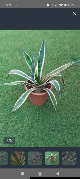 Agave Variegata en Macetero Ø12cm (26cm Alto)