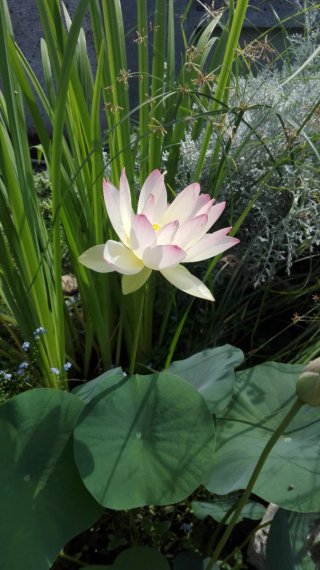 Rizoma di Fior di Loto nano. Pink and Yellow