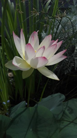 Rizoma di Fior di Loto nano. Pink and Yellow