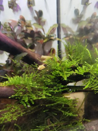 Musgo Christmas para acuario