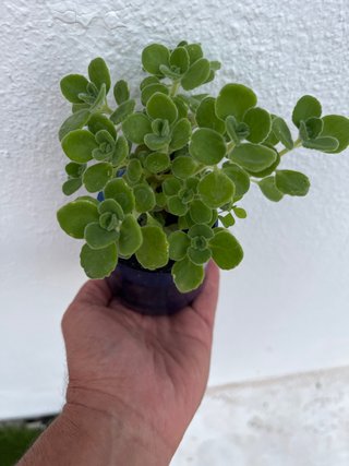 Planta antimosquitos