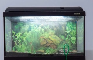 Acuario con accesorios