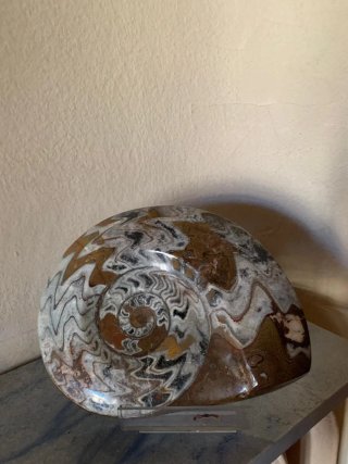 Fósil Ammonite 22 cm