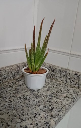 Planta Aloe Vera 15cm con 2 Hijuelos