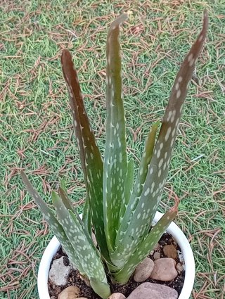 Planta Aloe Vera 15cm con 2 Hijuelos