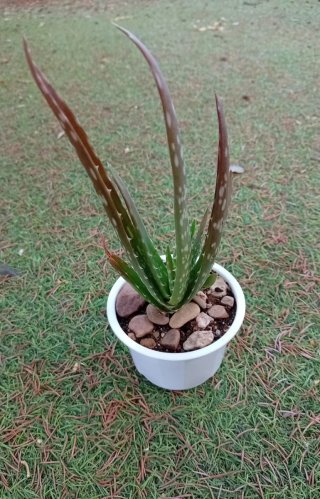 Planta Aloe Vera 15cm con 2 Hijuelos