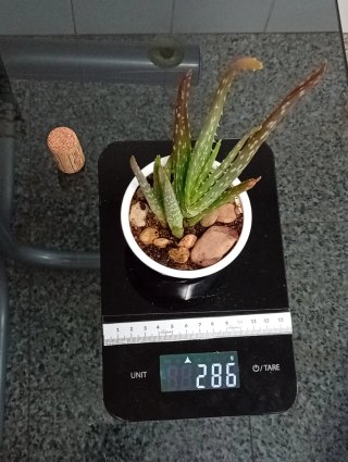 Planta Aloe Vera 15cm con 2 Hijuelos