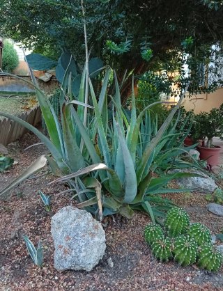 Planta Aloe Vera 15cm con 2 Hijuelos